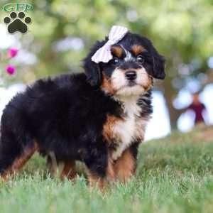 Jessie’s Girl, Mini Bernedoodle Puppy